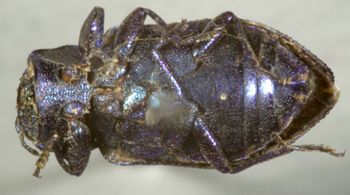 Media type: image;   Entomology 2706 Aspect: habitus ventral view
